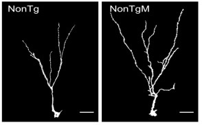 Increase in dendritic complexity in mice treated with Coriolus versicolor