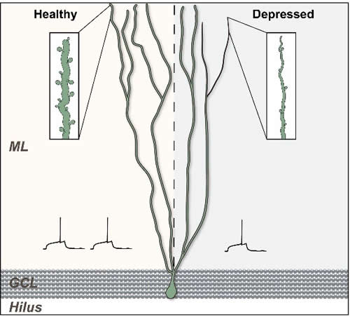 Newly generated granule cells then extend axons or dendritic branches