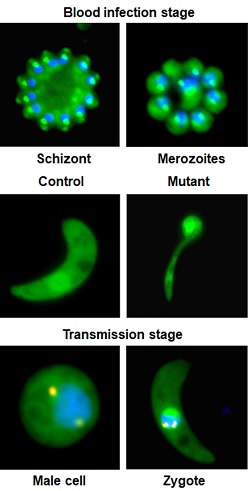 Malaria Parasite Plasmodium at Specific Stages in the Mosquito Gut