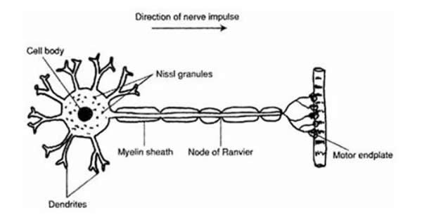 Diagram of normal nerve cell terminating at a muscle