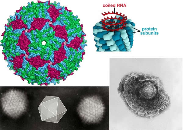 MS2 + TMV + Varicella + Adenoviruses