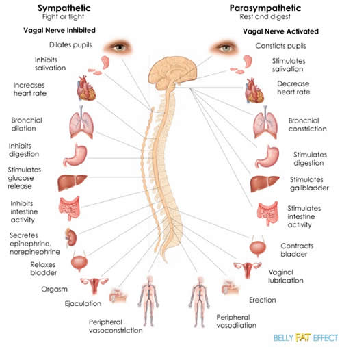 Symp and Parasymp diag