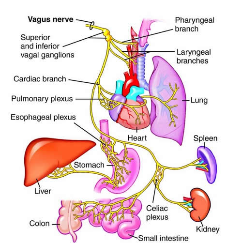 Vagus nerve path