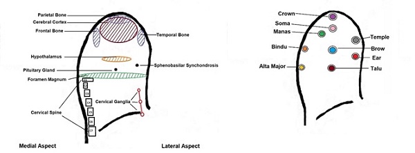 Central Nervous and Chakras