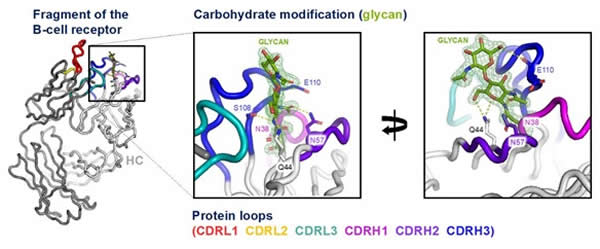 Crystal Structure of a Fragment of a B-cell Receptor from an Aggressive Lymphoma