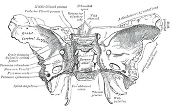 Fig 1 Superior Aspect of Sphenoid – Wikipedia, Gray’s Anatomy