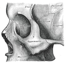 Fig 2 Sphenoid on surface of the cranium – Wikipedia, Gray’s Anatomy