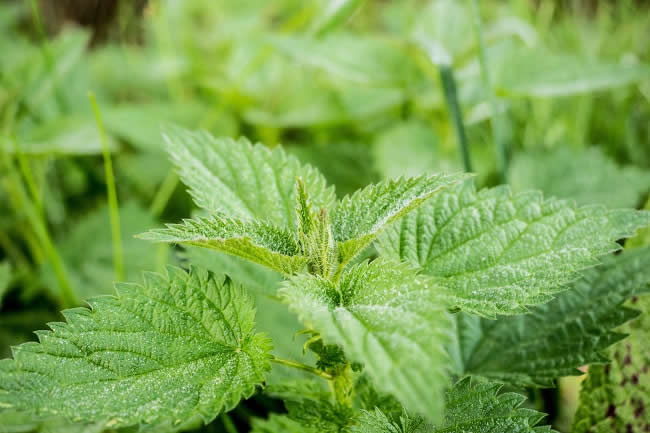 Nettle (1)