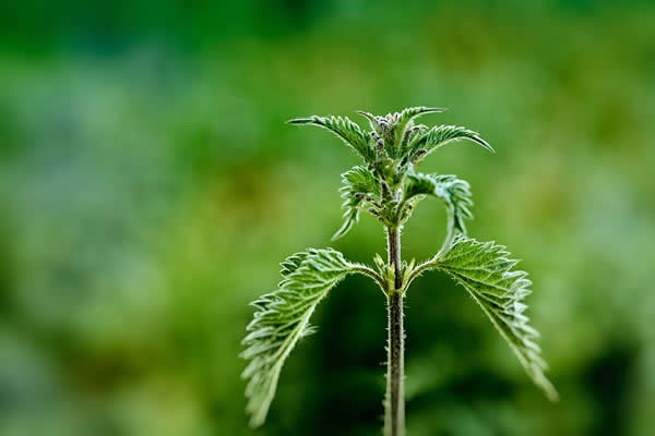 Nettle