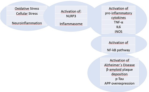 Figure 1 B Hericium erinaceus and NLRP3