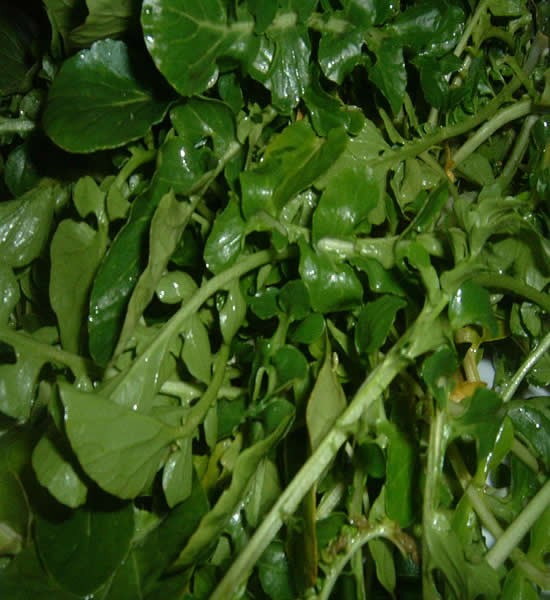 Watercress