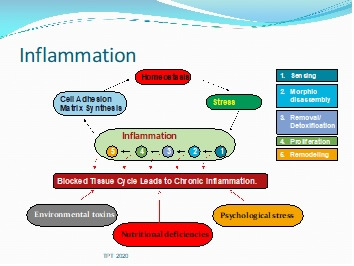 The Inflammatory Process