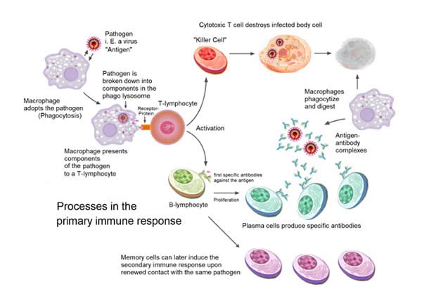Primary Immune Response