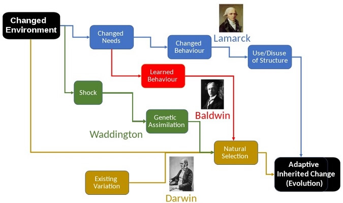 Lamarck_Compared_to_Darwin,_Baldwin,_Waddington