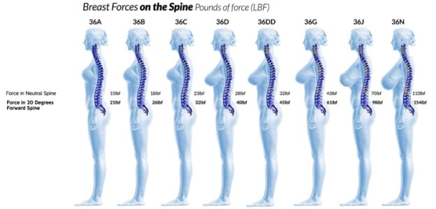 Breast Forces on the Spine