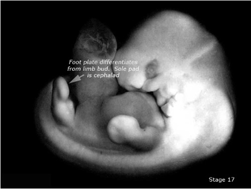 Embryo, Carnegie Stage 17