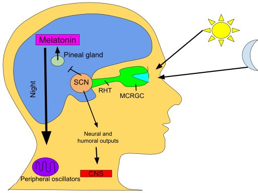 Circadian_rhythm