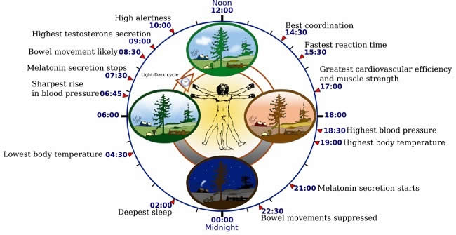 Biological_clock_human