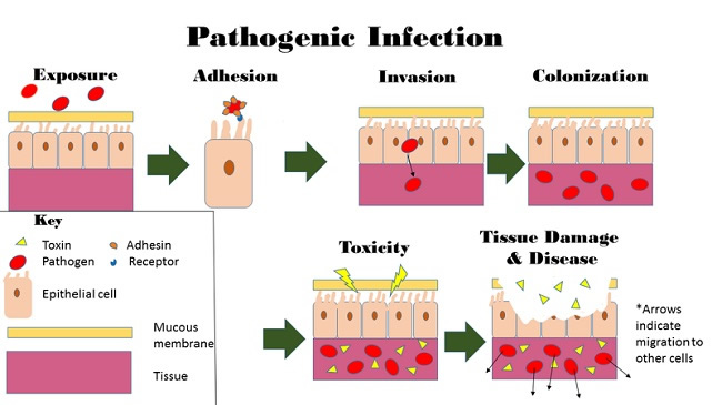 Pathogenic Infection
