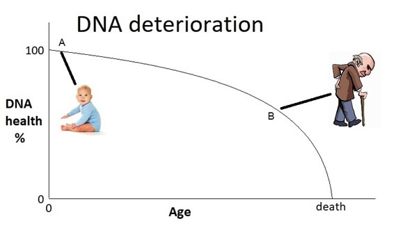 Ageing and DNA Deterioration