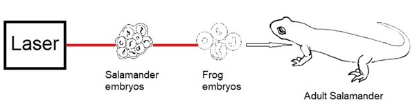 Laser Salamander experiment