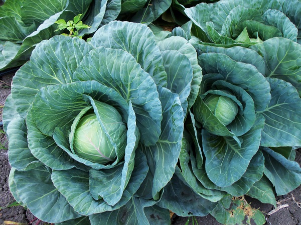 cabbage