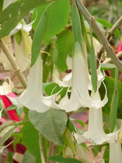 Angel's Trumpet