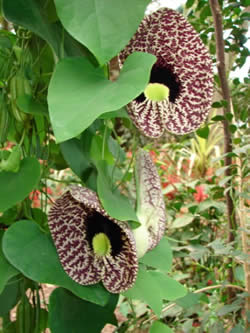 Dutchman's Pipe