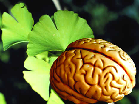 Nutrition and the Brain