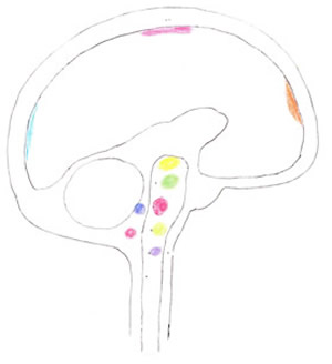 Colours viewed in the brain