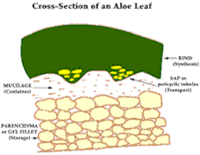 Cross-Section of an Aloe Leaf