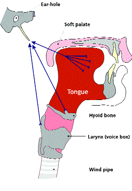 Model of the connections between tongue, hyoid bone and larynx