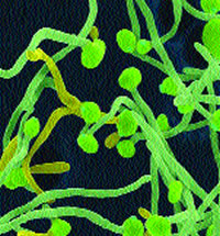 Candida mycelli Ã‚Â©2002 Dennis Kunkel, Microscopy Inc.