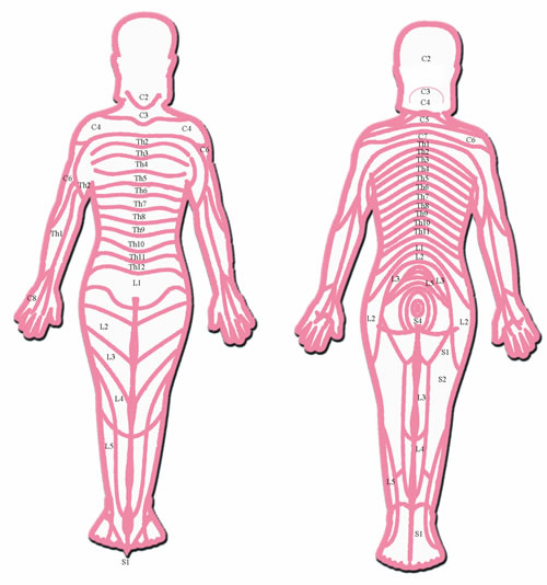 Head Zones: The body segments (Head zones) are named after the spinal cord segments. Dependant on where the nerves leave the spinal cord, they are referred to as: 8 Cervical segments (C1Ã¢â‚¬â€œC8); 12 Thoracic segments (Th1Ã¢â‚¬â€œTh12); 5 Lumbar segments (L1Ã¢â‚¬â€œL5); and 5 Sacral segments (S1-S5). Skin, segment tissue and inner organs, which are supplied by the same spinal cord segment, can be seen as a functional unit. Graphic re-worked from an original in Ã¢â‚¬ËœThe Anatomical Atlas of Chinese Acupuncture PointsÃ¢â‚¬â„¢, Shandong Science and Technology Press, 1982.