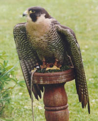 Nesbitt the Peregrine Tiercel who provided the substance for the remedy Falco