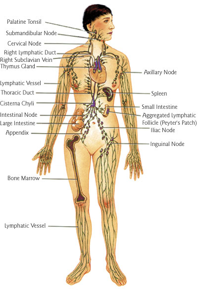 The Lymphatic System Chart