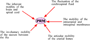 Fig 1 (above) Phenomena od the Primary Respiratory Mechanism
