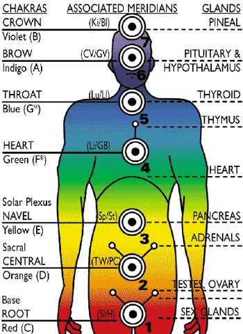 Diagram showing the key relationships between the Chakras, Acupuncture Meridian and Endocrine Glands of the body