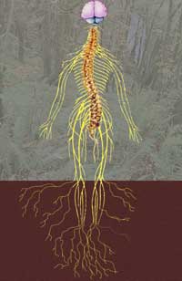 Image of nervous system