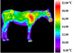 Fig. 1. Infrared image showing the heat in a front right foot infection.