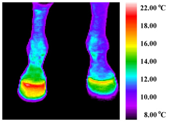 Fig. 2. Compare the right leg with the left- the heat from the infection can be seen spreading up the foreleg.