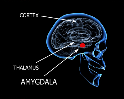 Skull View for Amygdala, cortex and thalamus