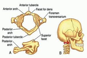 skull and head bones