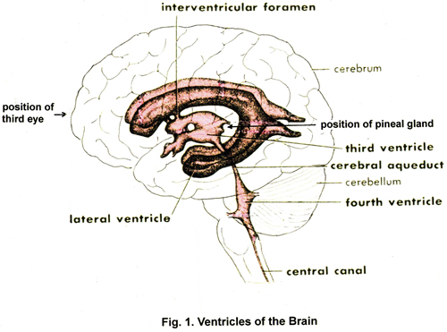 Ventricles of the Brain