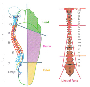 The Spinal Column and the Inner Arch of the Foot
