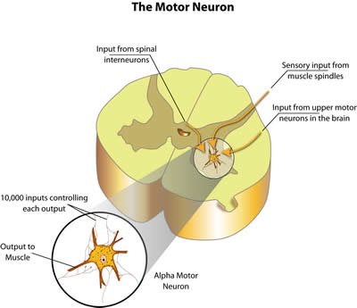 The Motor Neuron