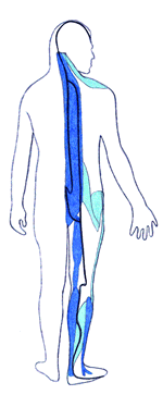 Diagram 2: The Channels of Courage and Trust and the associated Bladder Meridian. Part of the channel of Trust (pale blue) Another part of the channel is on the front together with the Kidney Meridian. The line of the Bladder Meridian. The Channel of Courage (dark blue).