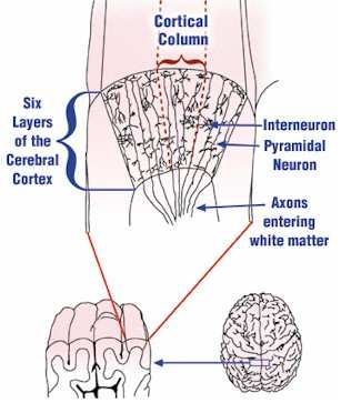Figure 3: Cortical Columns. Vertical slabs of cortex consisting of all six distinct cell layers, called cortical columns, are the functional units of the cerebral cortex. Some of the cells like the large pyramidal cells have dendrites that extend through almost all layers and axons that exit the grey matter to become part of the white matter tracts carrying information to other parts of the brain and body. There are also innumerable interneurones connecting the cells within each cell layer and between the layers.