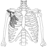 Diagram 5: Pectoral muscles (minor) under normal tension