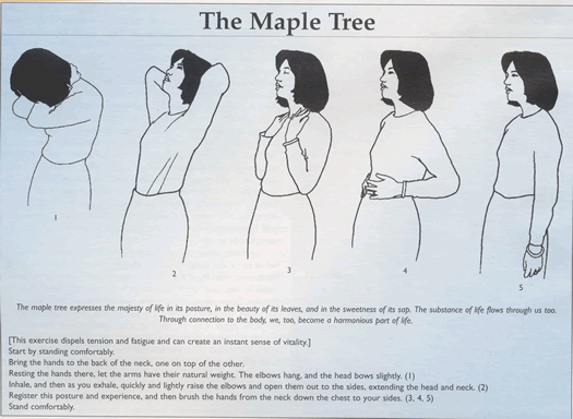 The Maple Tree